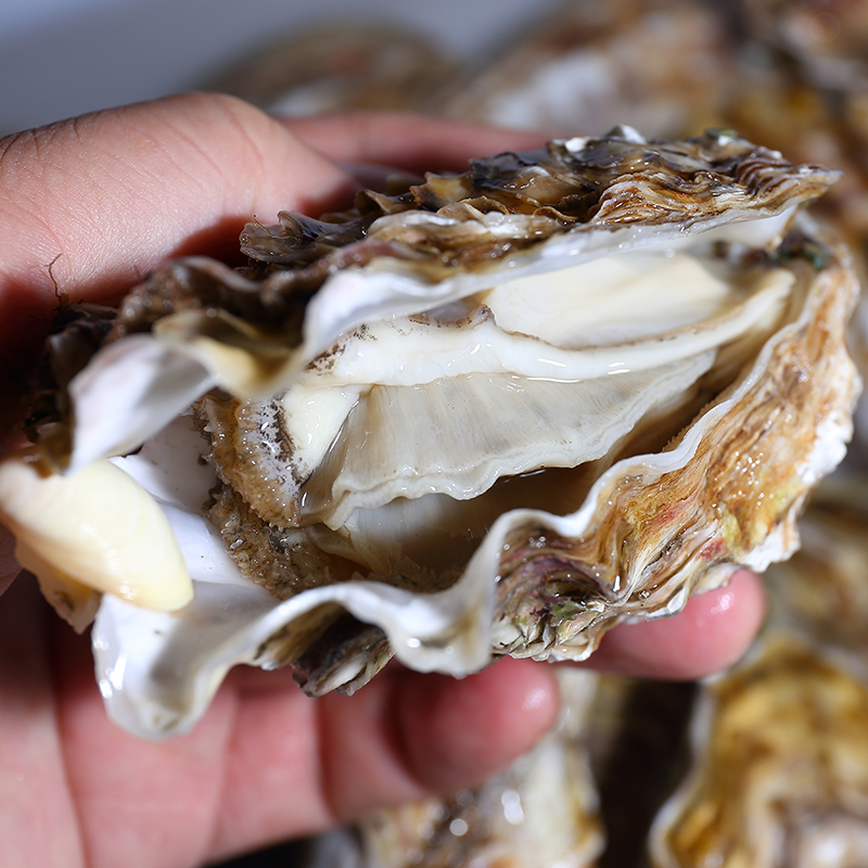 7X生蚝 顺丰发货 包纯原浆发货不泡水 5斤