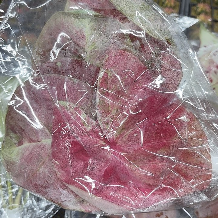 114-0307彩叶芋广东多肉