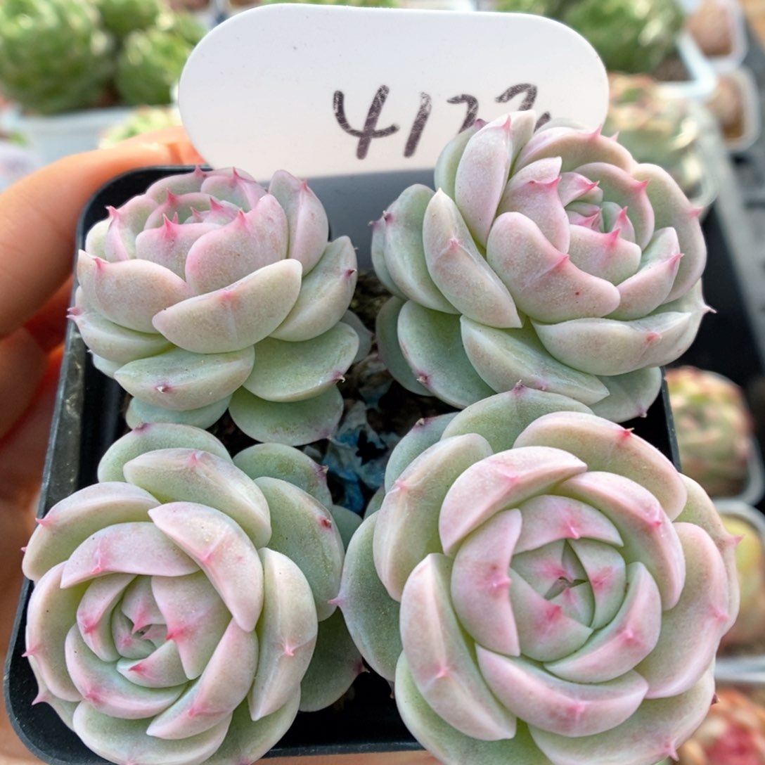 白芷珍妮群生可拍4122号。 