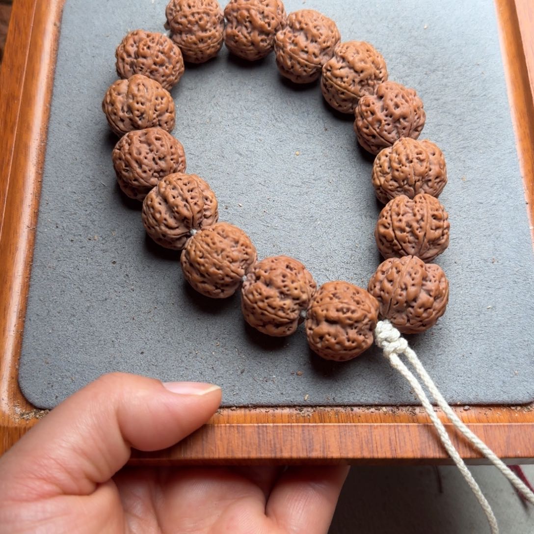 菩提菩提17号尼泊尔大金刚22+/23爆肉梅花一