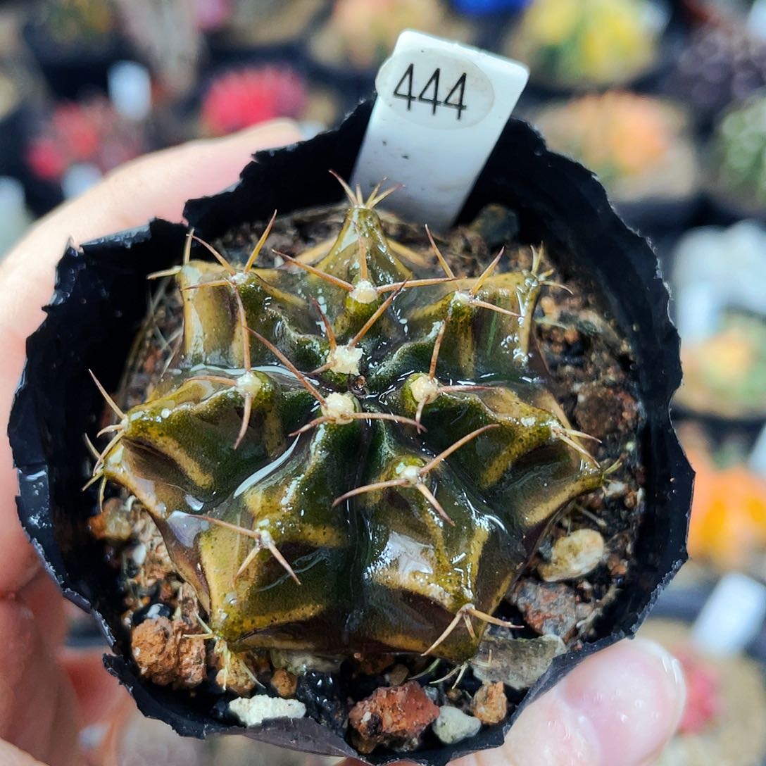 非偏远地区满25包邮仙人球