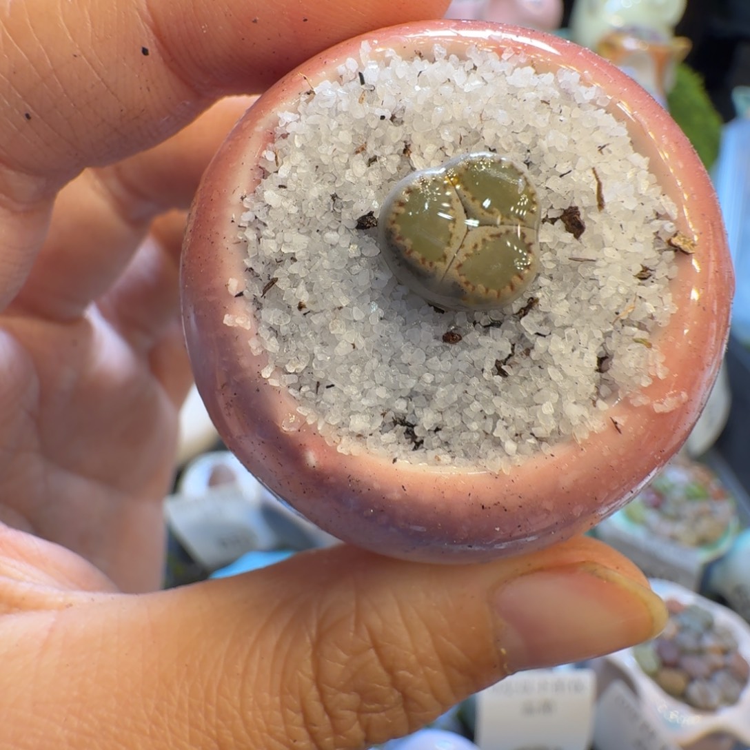 多肉植物福利冲594