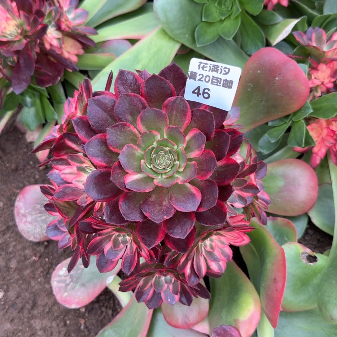 黑魔锦多肉植物法师46
