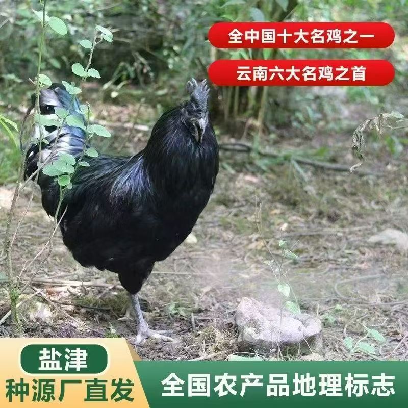 正宗散养高品质盐津乌骨鸡（顺丰包邮）