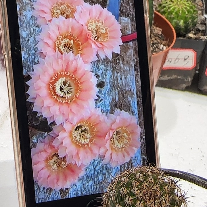 彩草甜心侧芽2.5公分左右