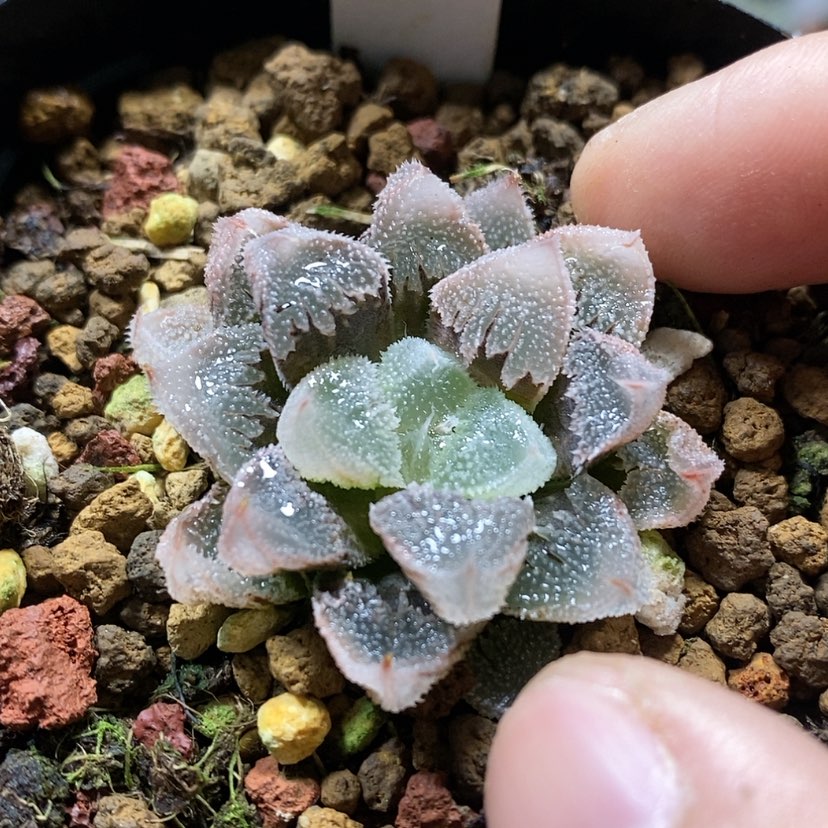 【闪购商品】163全窗