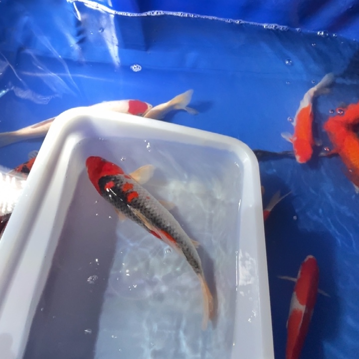 锦鲤锦鲤红白五色