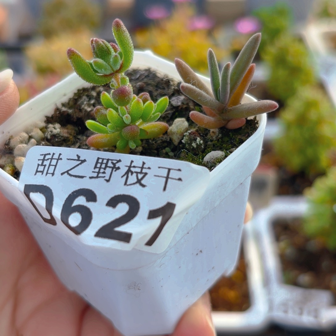 红宝石和冰花621。   