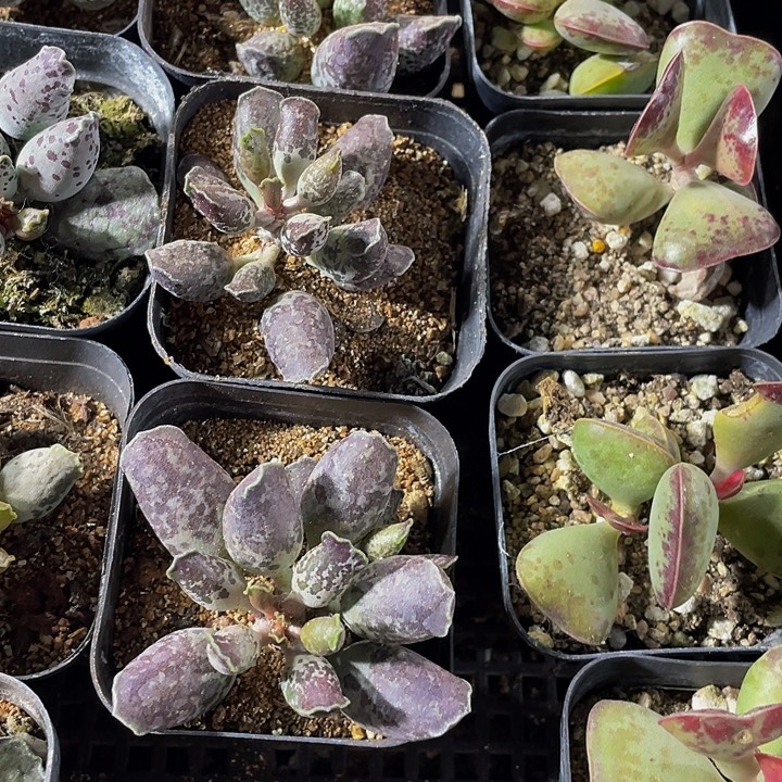 紫姬海豹带盆土发