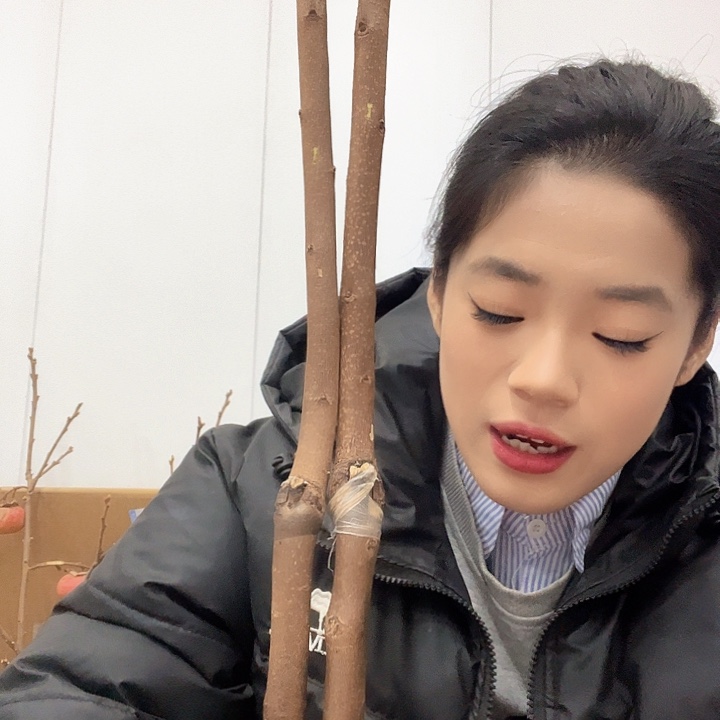 完全开放柿子树等作物