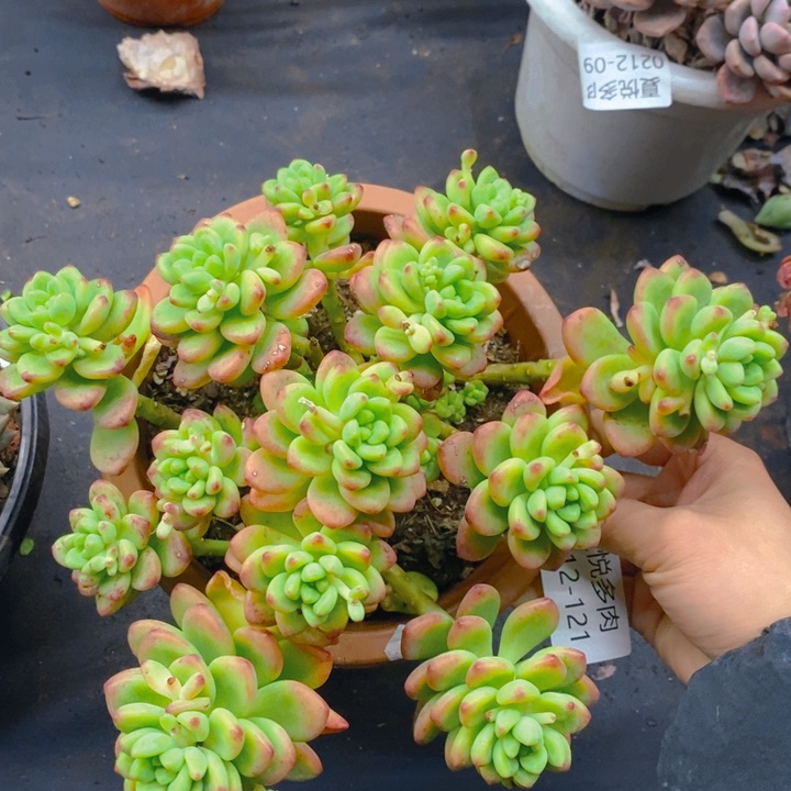 夏悦多肉0212-121香格里拉