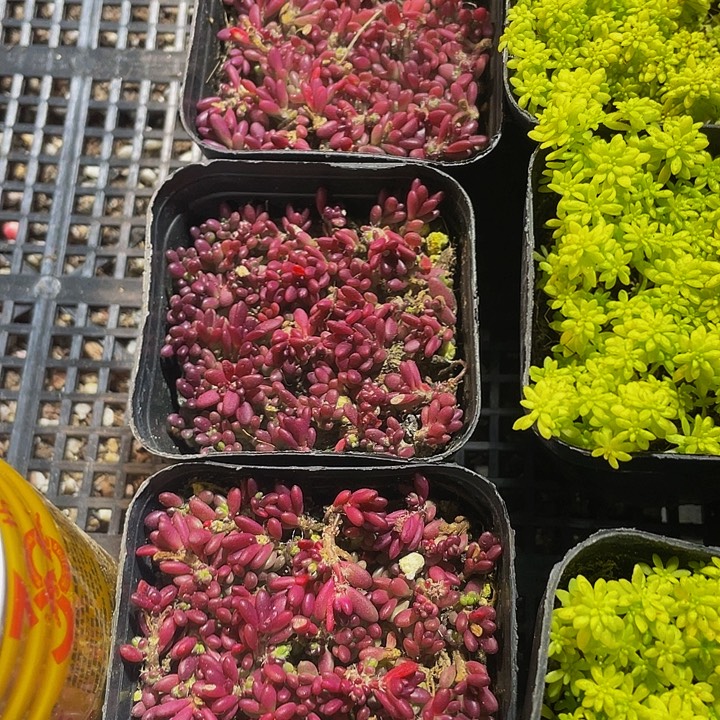 紫米粒带盆土发货