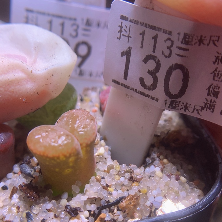 精品生石花113.130
