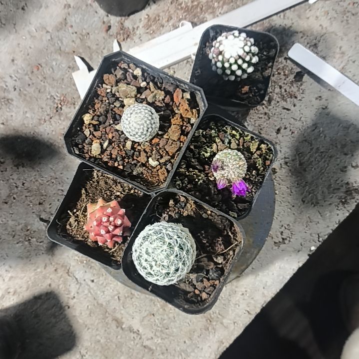 花花世界迷人眼的球球好看