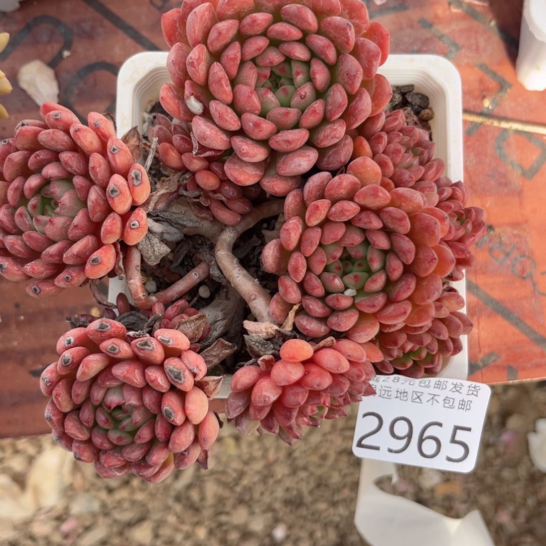 大2965；g d g xv vb n