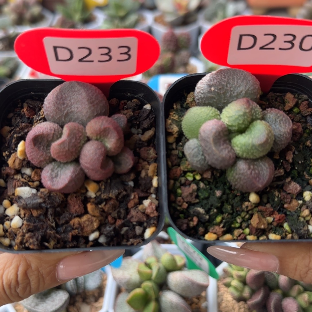 十***三水蜜桃。  233。 230。 