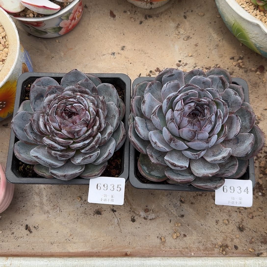 嵐***嵐6934 6935号黑橙单头多肉