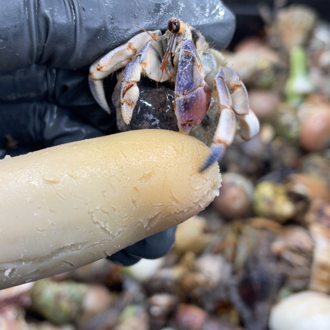 不退不换活体宠物126