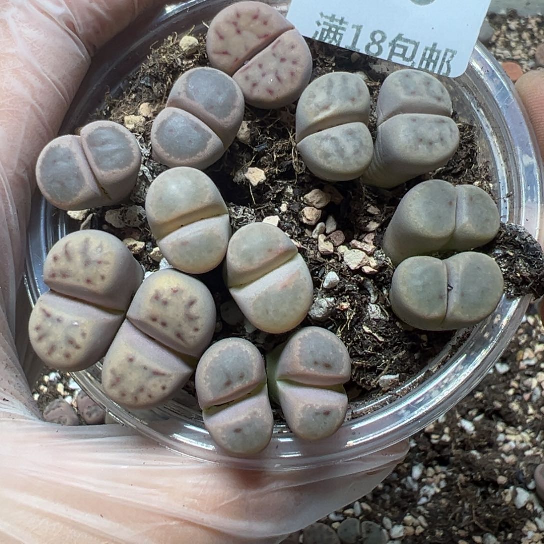 【闪购商品】046。     