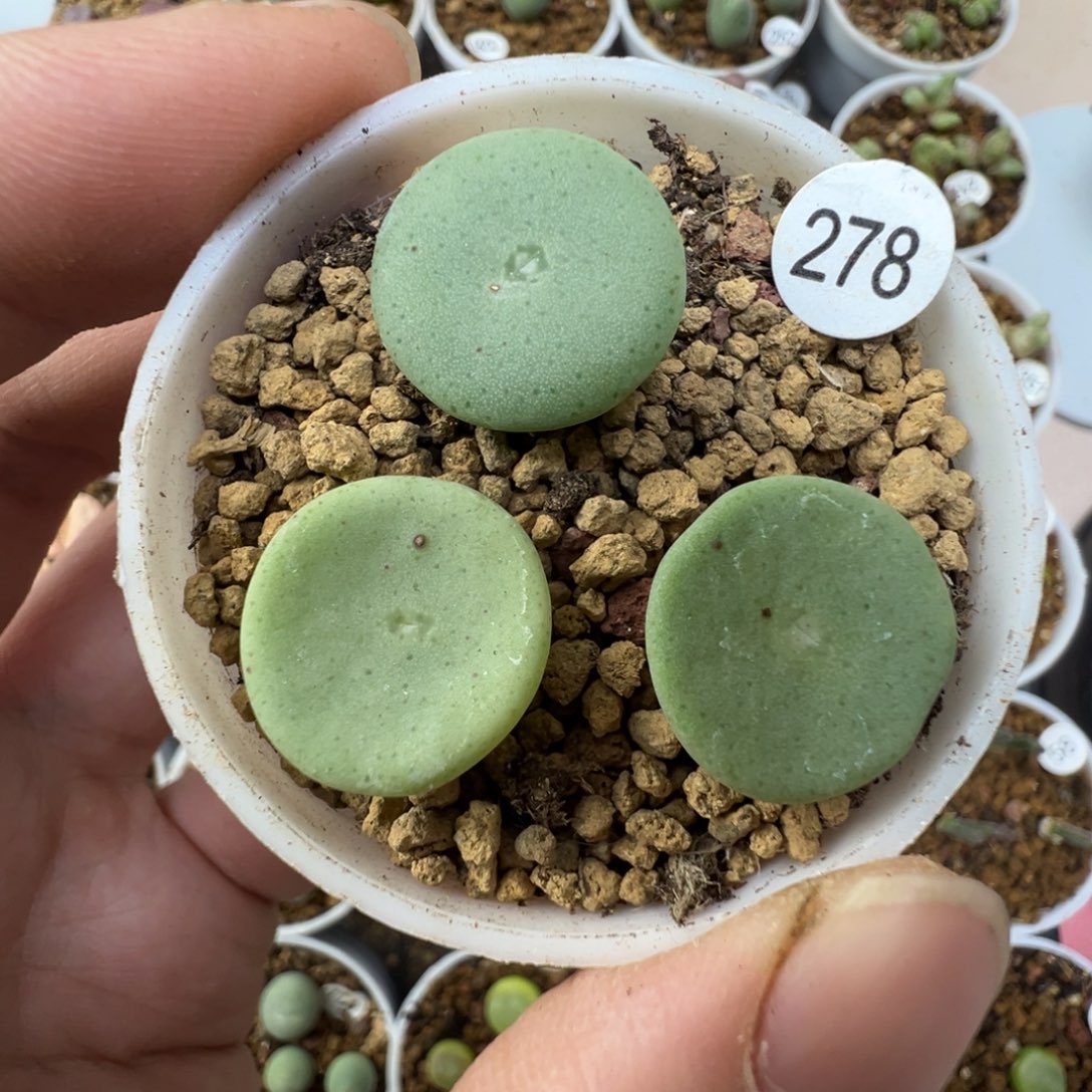 酒杯一颗脱土2780000