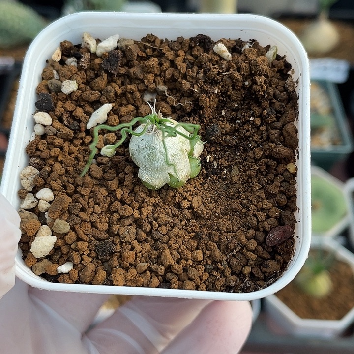 074泰迪熊迷你海葱