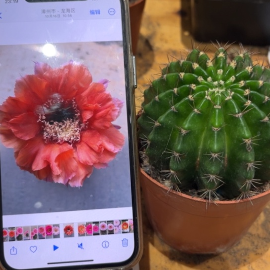 露露橙红色7公分左右有干皮