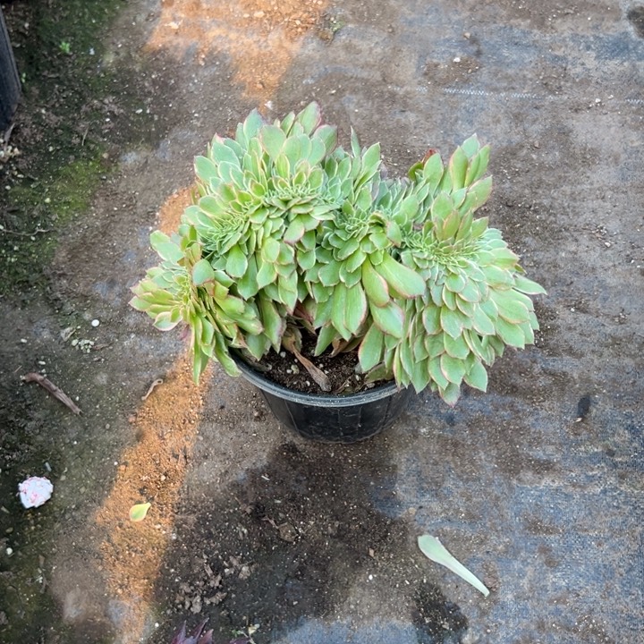 多肉植物黑膜缀不售后