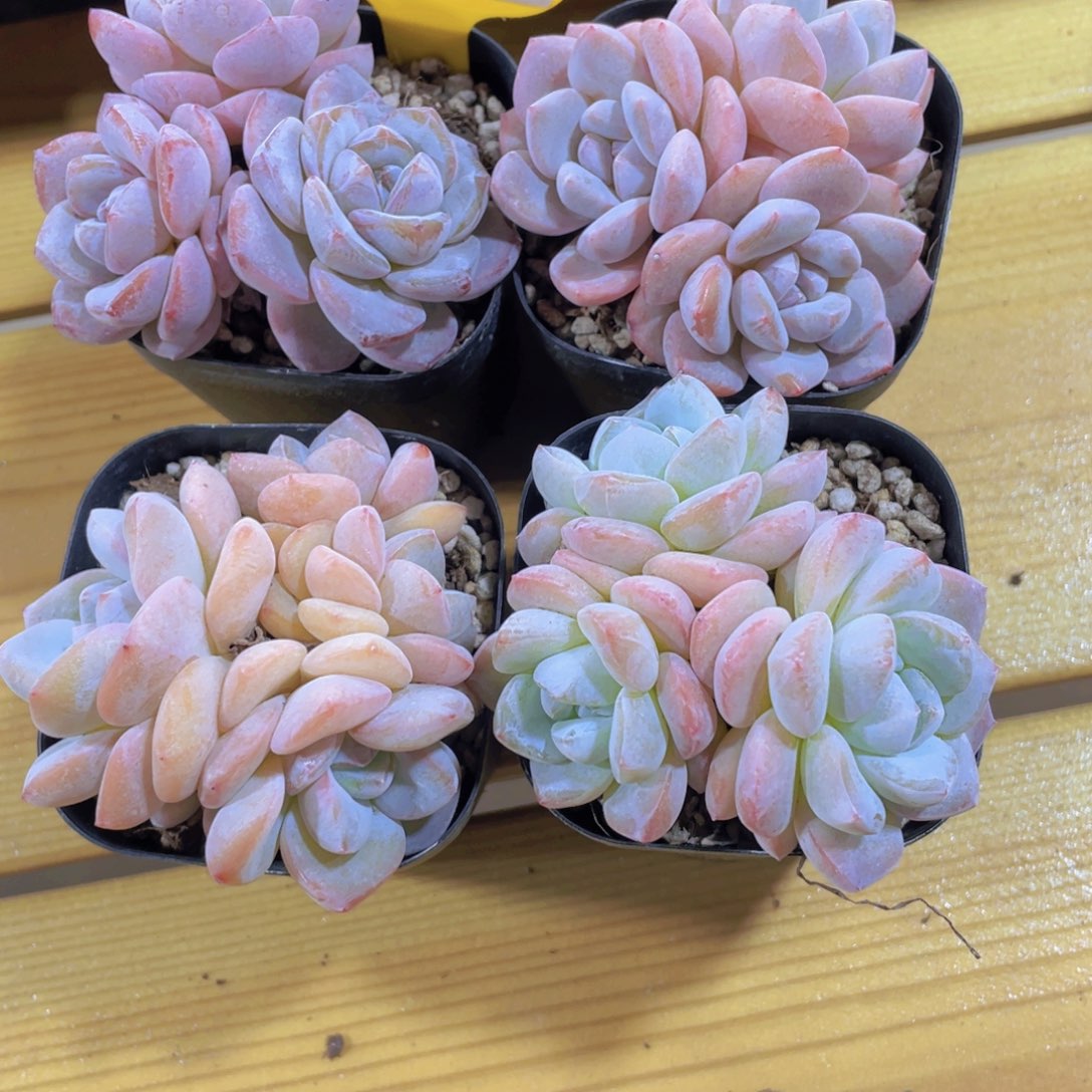 353号 精品奶油大白兔多头群捡漏大福利一个