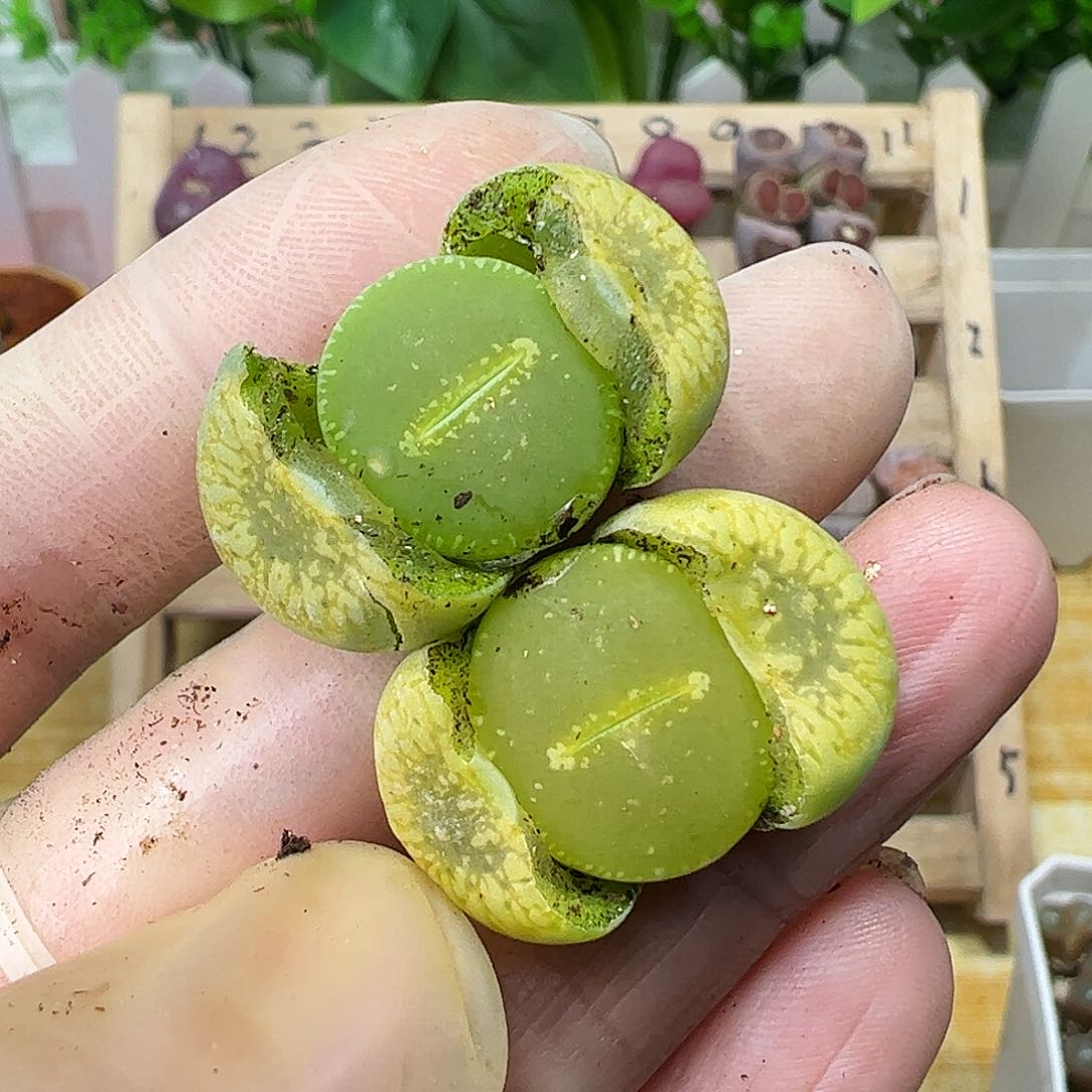 全窗绿光阳2颗………………