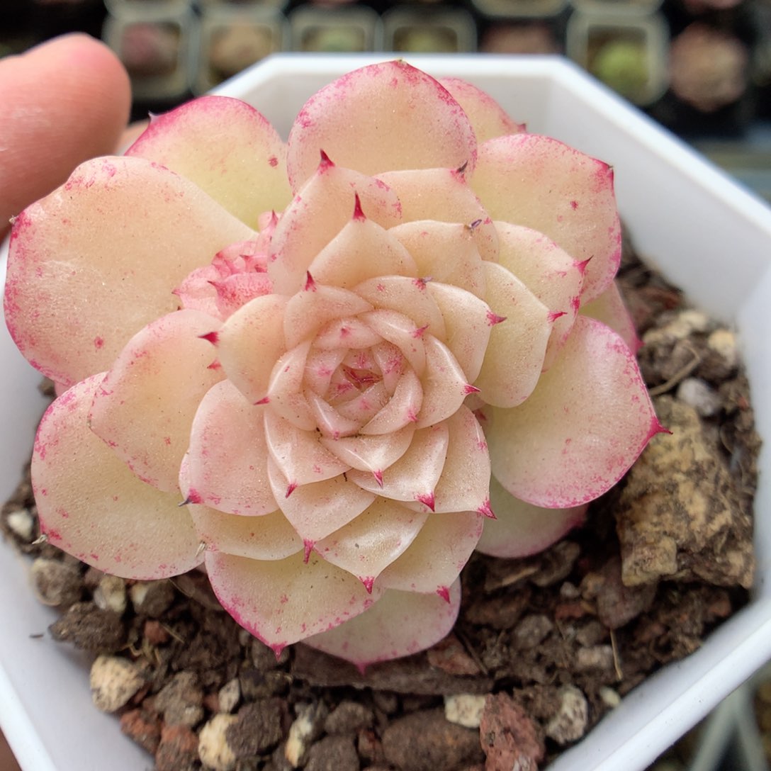 G148 ，20包邮两天凑单偏远不发货