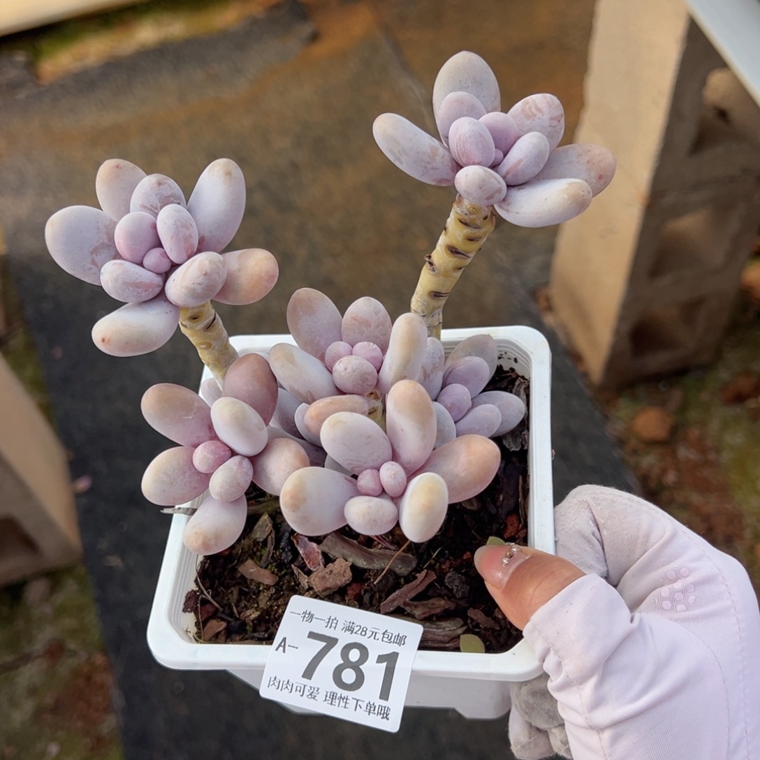 奶酪多肉多肉多肉多肉