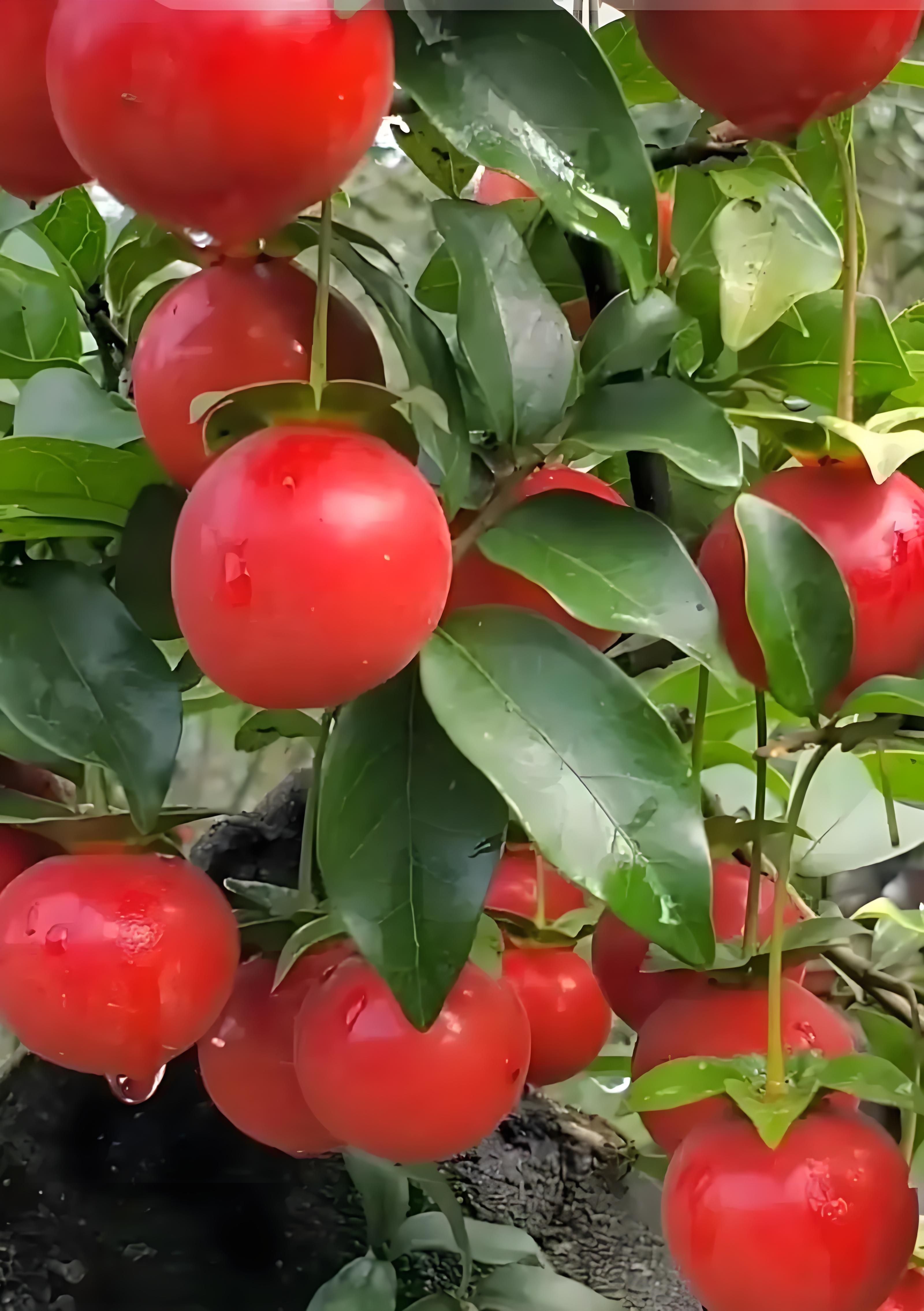 直播间专用链接 造型盆景一物一拍