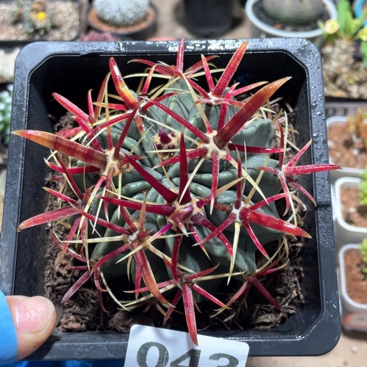 043实生宽刺日出