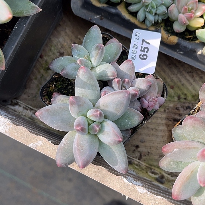 阿雅园艺。    657