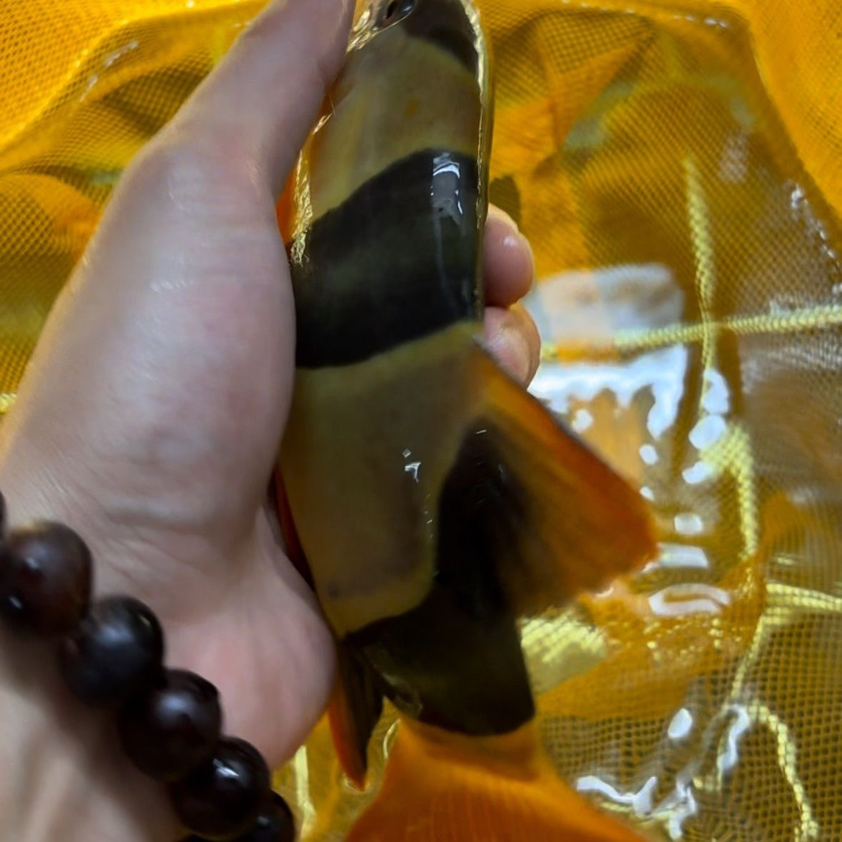 三间鼠鱼热带观赏鱼小丑泥鳅清缸工具鱼底层清理残渣