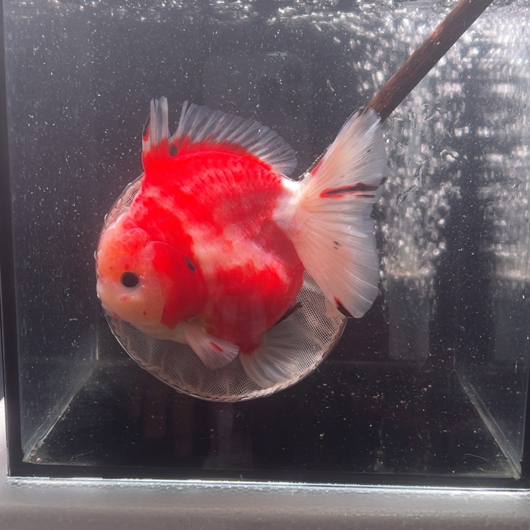 金鱼背鳍开衩006。 999999999999