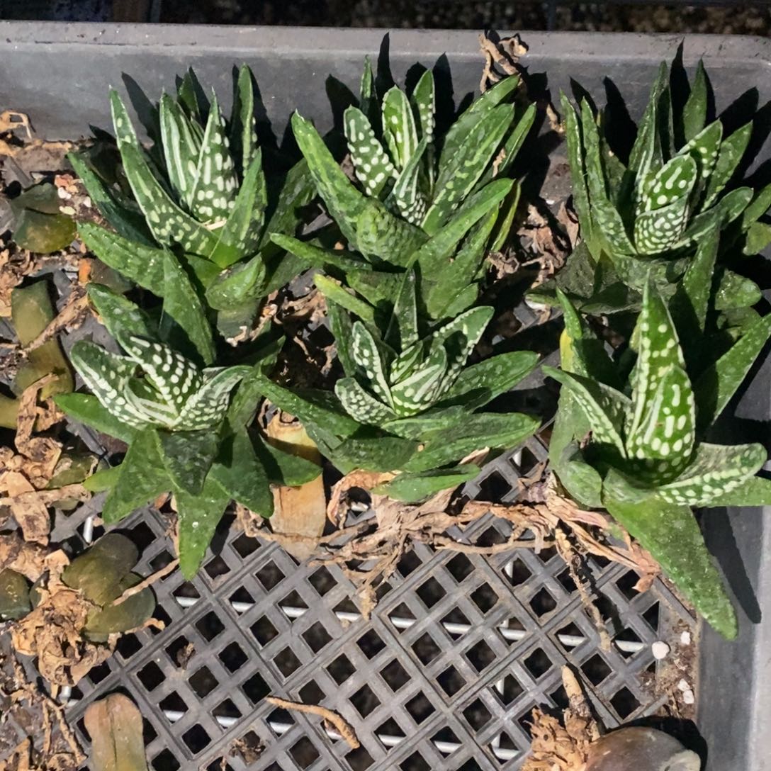 510 一颗天使之泪硬叶 超级福利