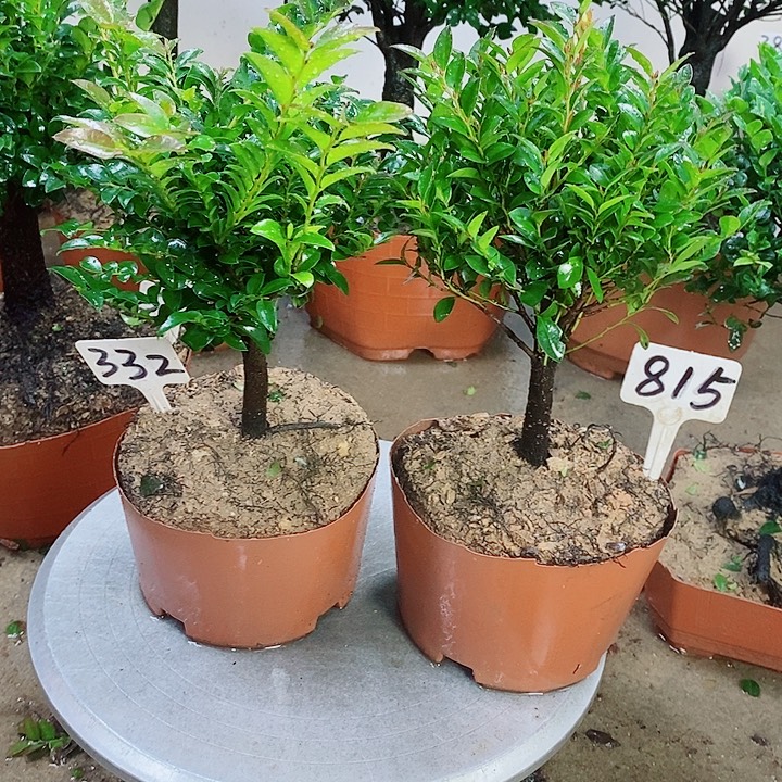 当前无花栽培后可以开花