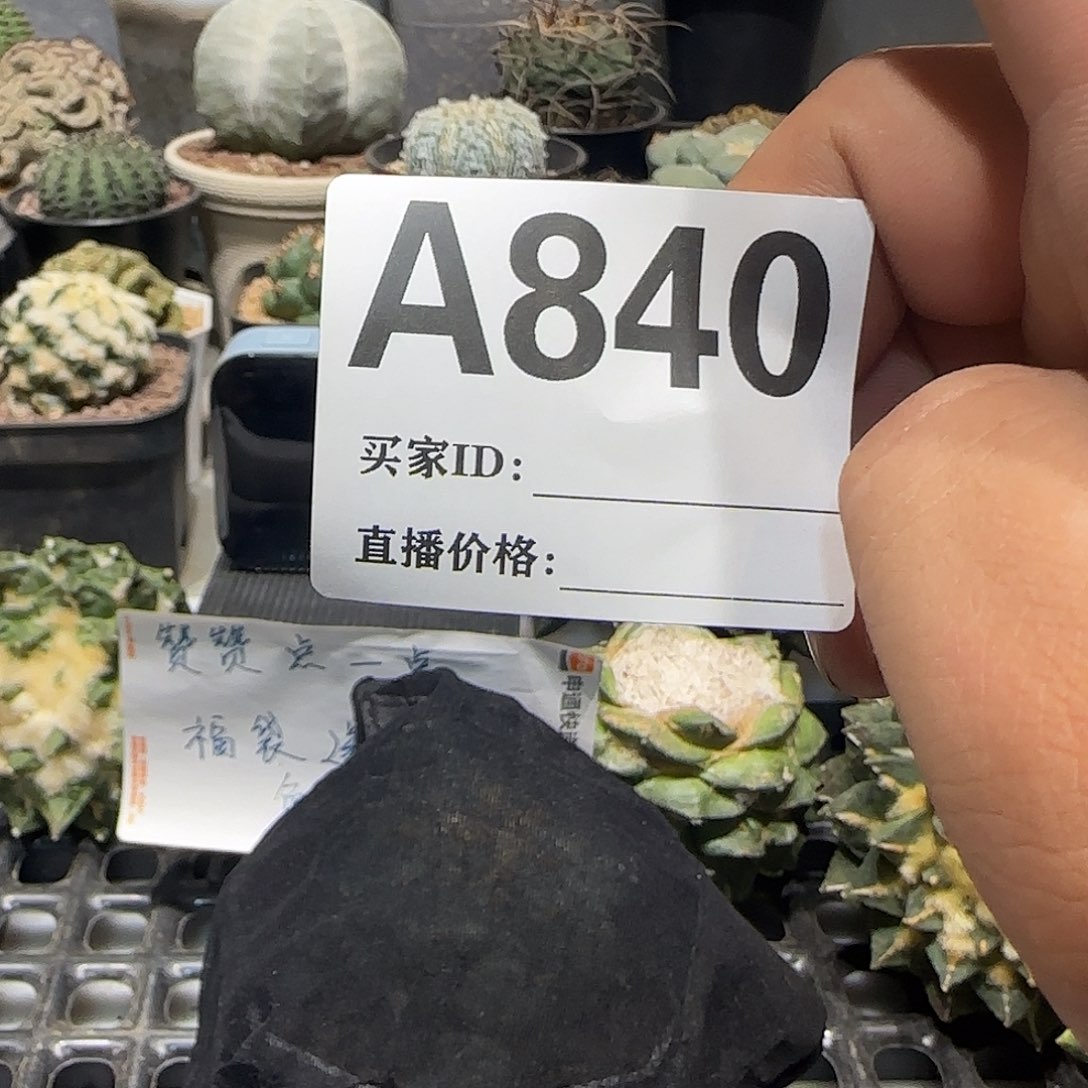 ****g实生仙人球特价一颗