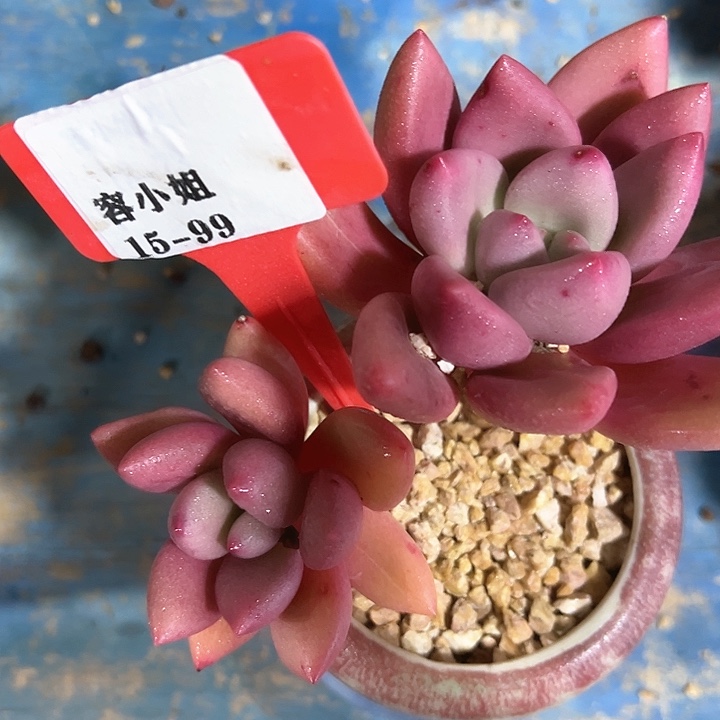 15.99知音杂一个脱土