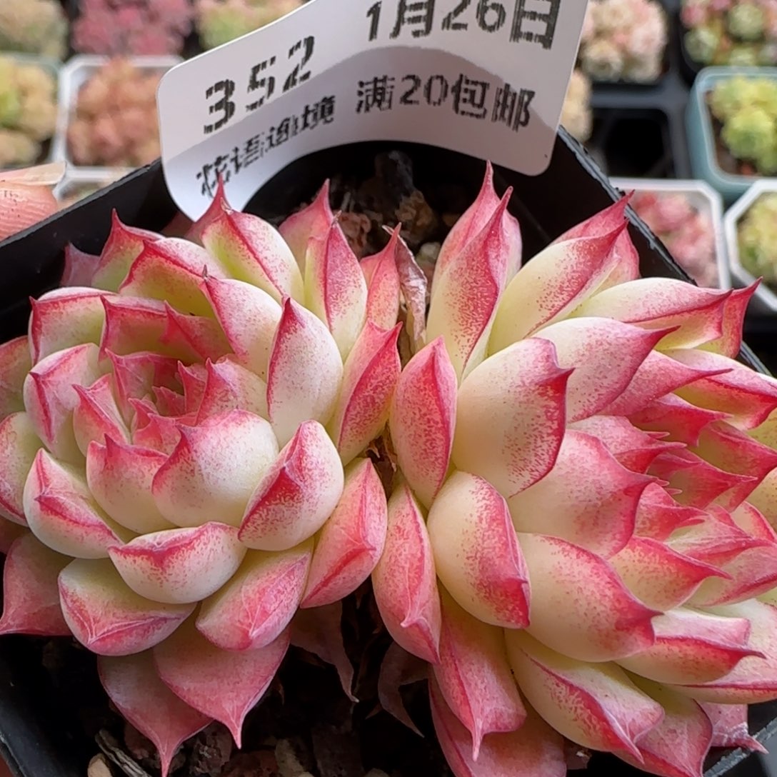 花语逸镜0126-352