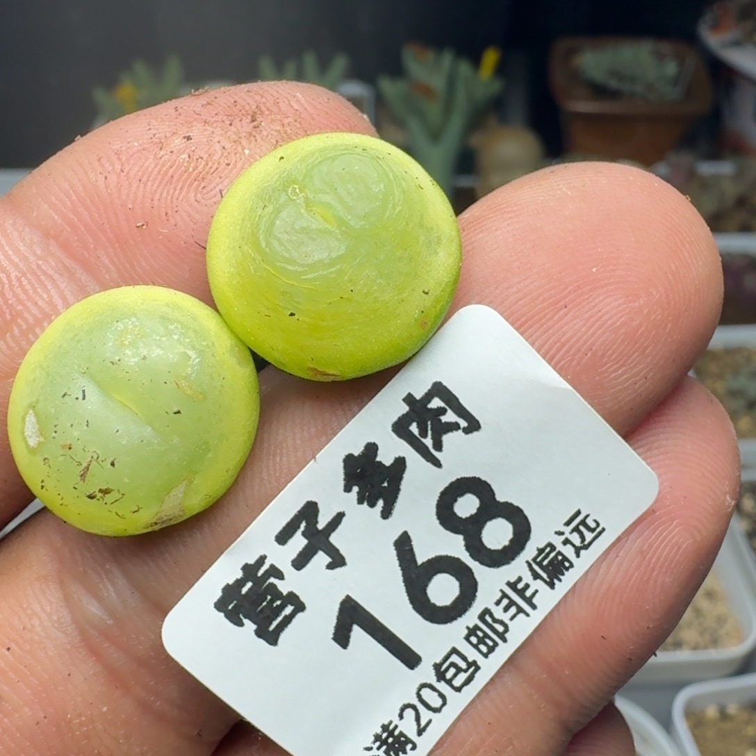 豆***饱拉登两颗有瑕疵。        