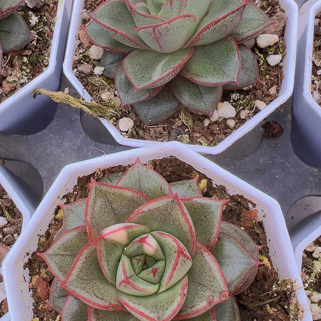 麒麟座19包邮多肉植物