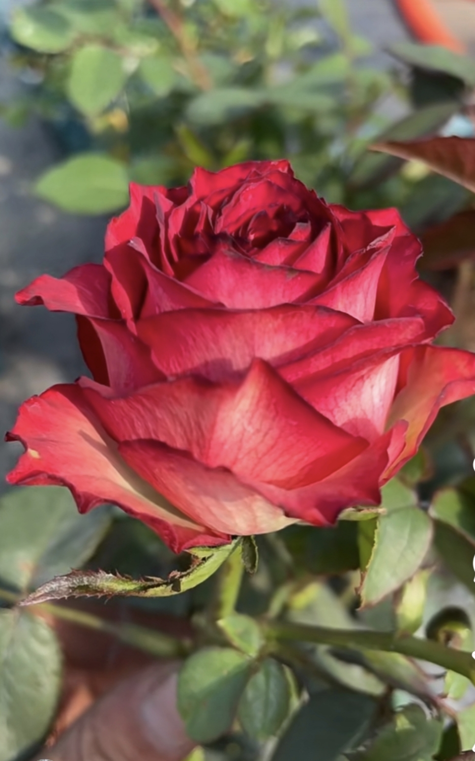 鸡尾酒会黑暗帝国抗病性强耐晒耐高温包对版