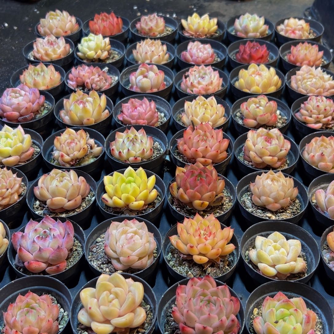 439多肉葡萄的价格是什么