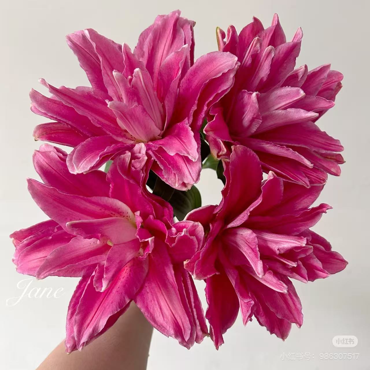 【红美人】14/16四季种大花1个种球重瓣耐寒花香香水百合萨曼莎