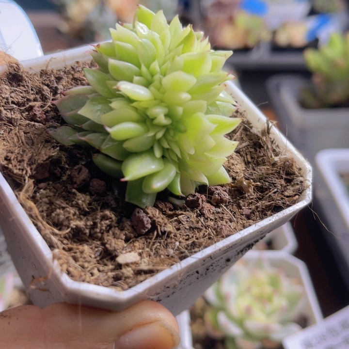 乌木杂缀多肉植物673