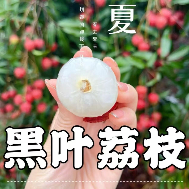 冷链专线】广西灵山荔枝新鲜现摘老树乌叶黑叶荔枝