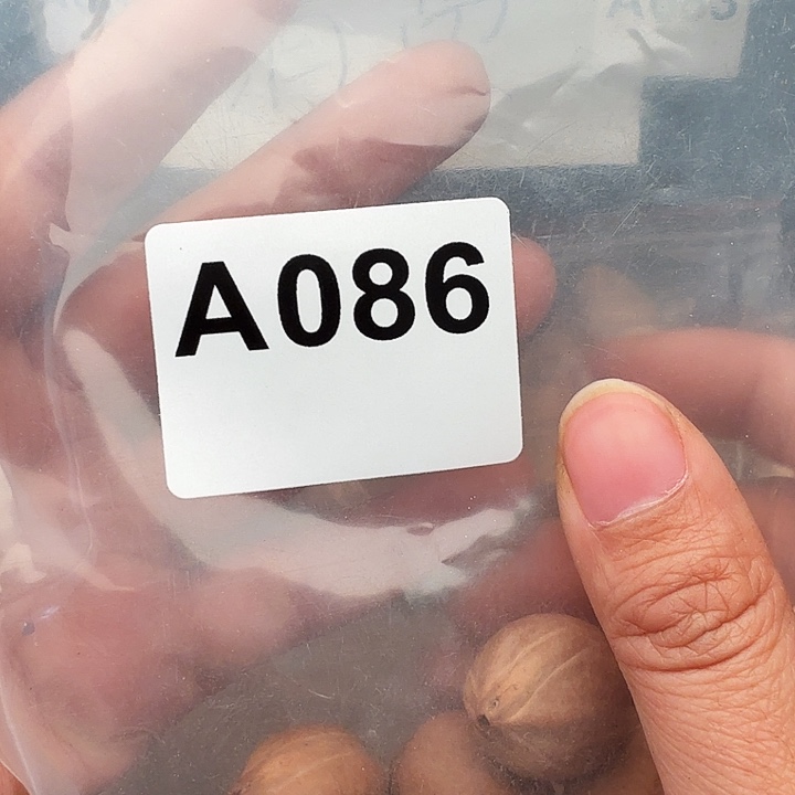 张***佐橄榄核手串/手链橄榄