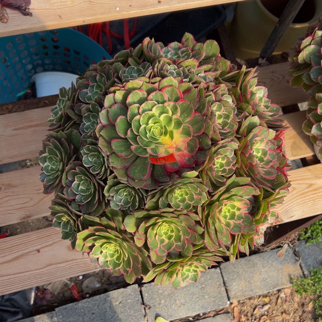 171炖肉植物发货粉花妖